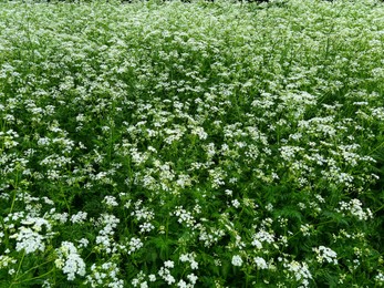 Beautiful hemlock plants with white flower outdoors