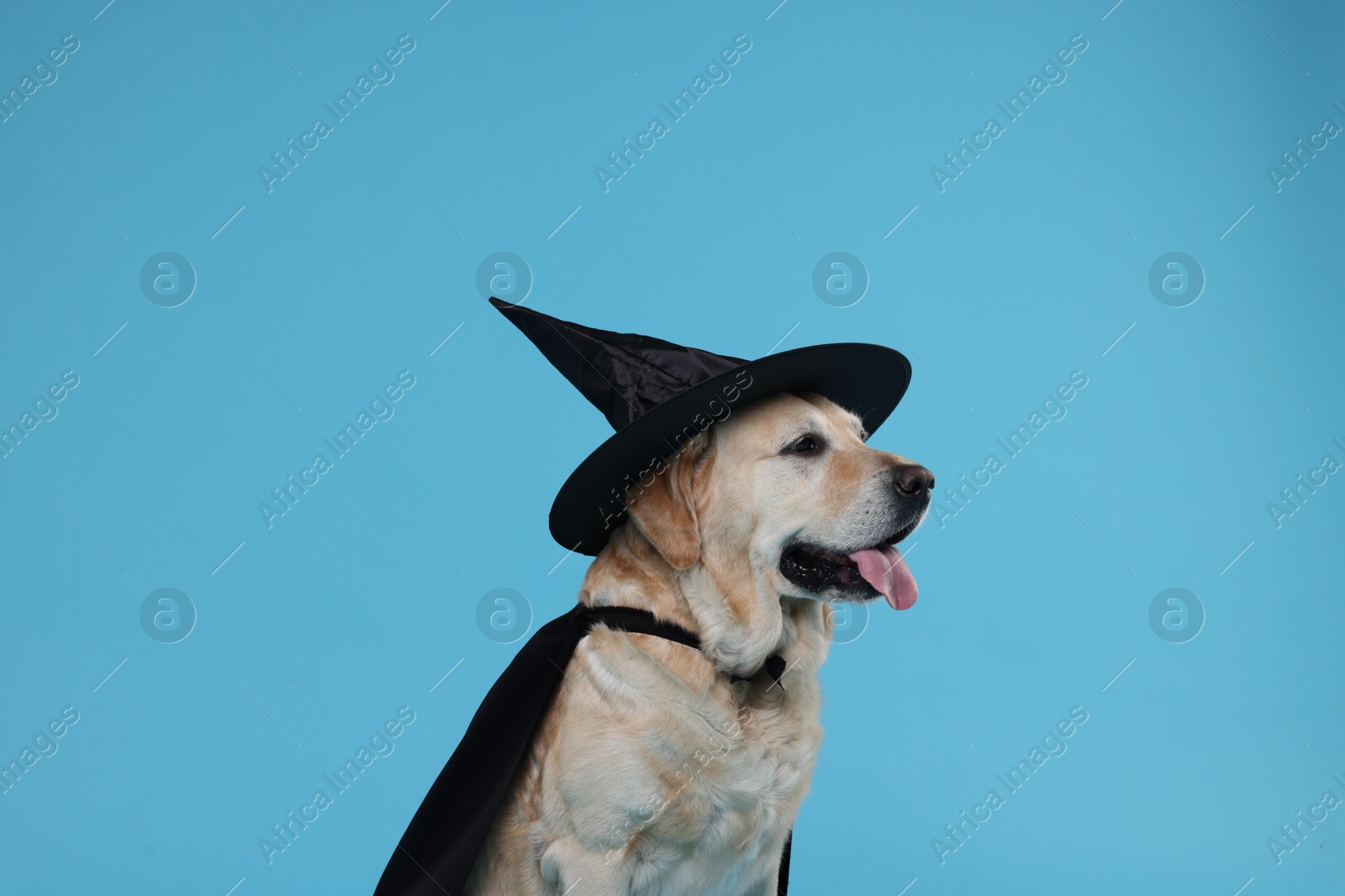 Photo of Cute Labrador Retriever dog in black cloak and hat on light blue background. Halloween celebration