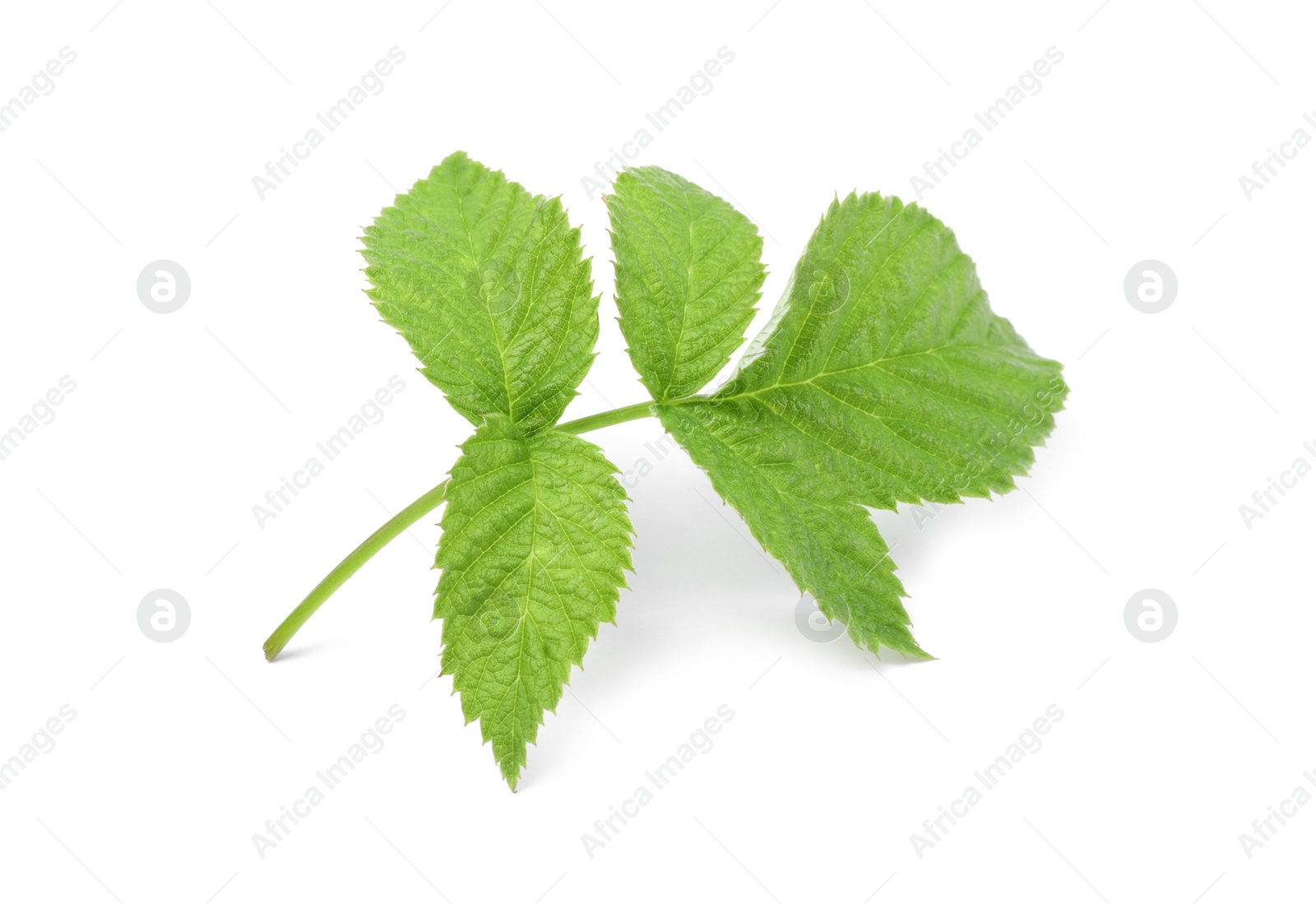 Photo of Stem with green raspberry leaves isolated on white