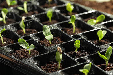 Seedling tray with young vegetable sprouts, closeup