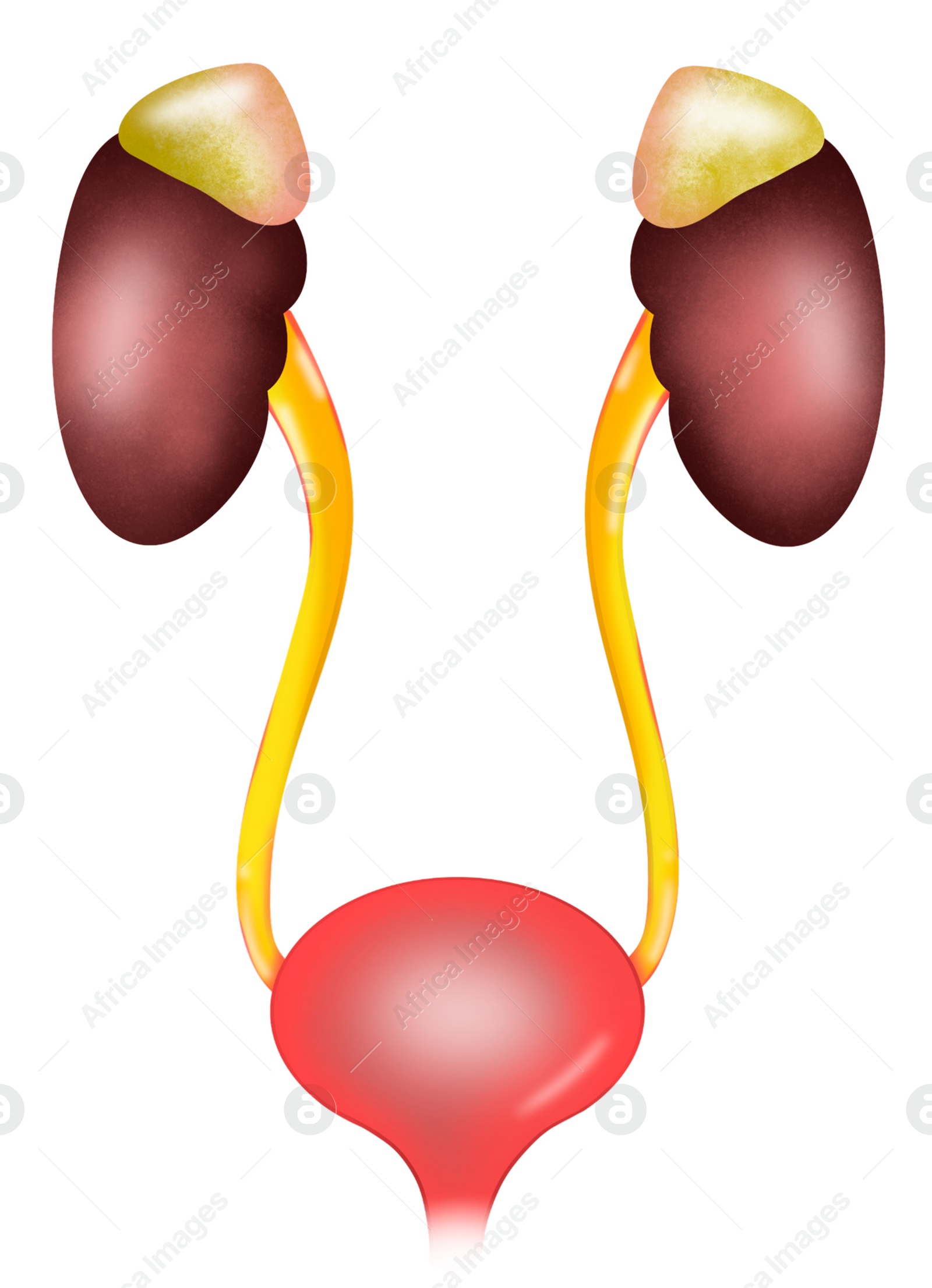 Illustration of  kidneys and urinary system on white background. Human anatomy