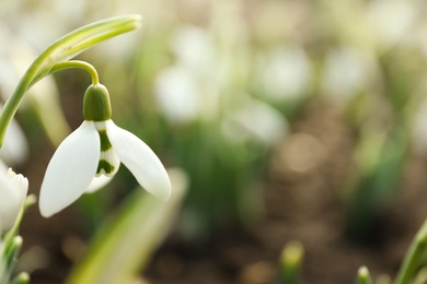 Photo of Beautiful snowdrop outdoors, closeup with space for text. Early spring flower