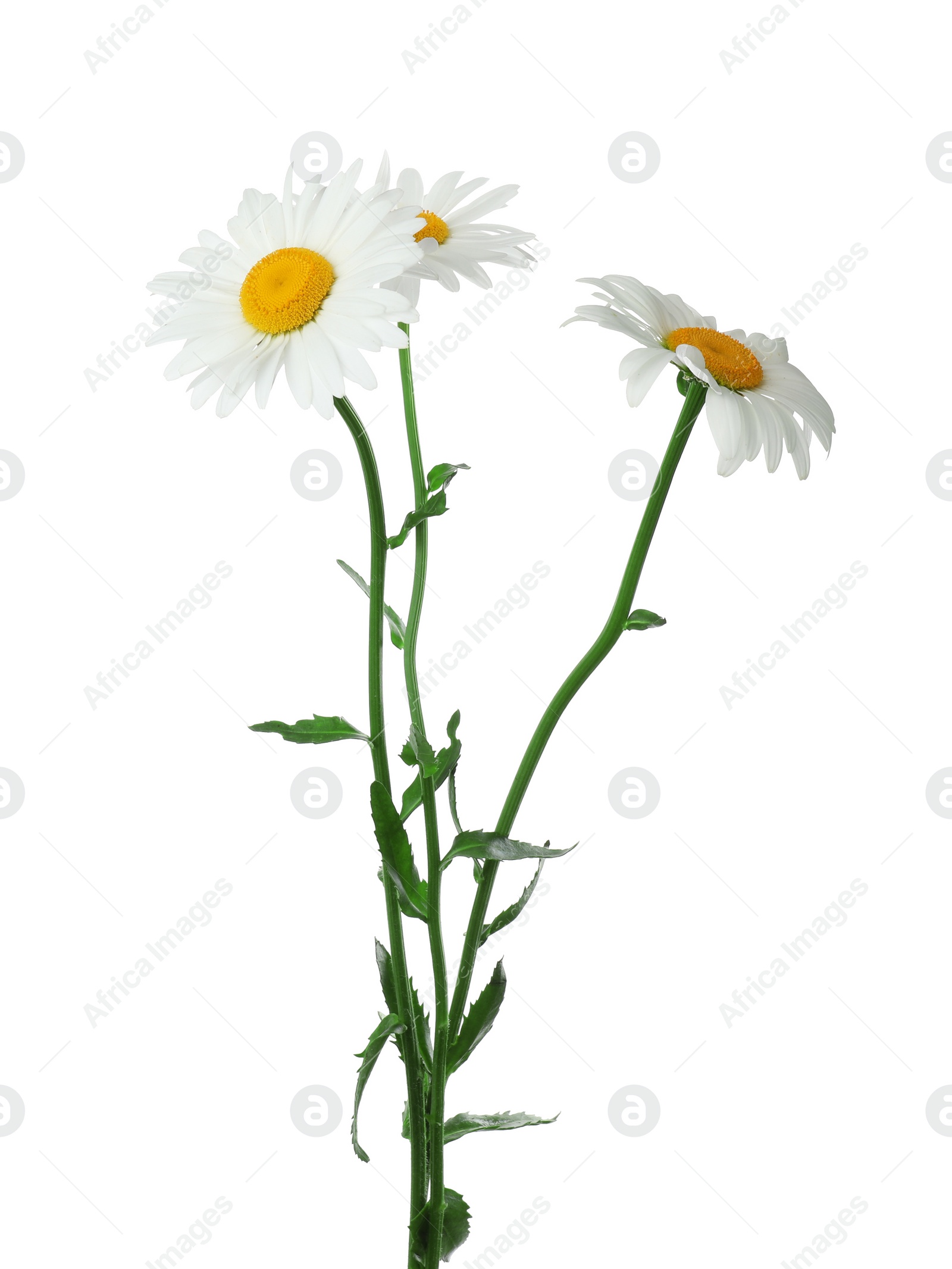 Photo of Beautiful tender chamomile flowers on white background