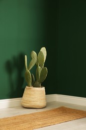 Potted cactus near green wall in room