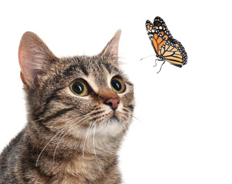 Image of Cute tabby cat and butterfly on white background
