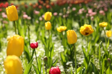 Beautiful bright tulips growing outdoors on sunny day