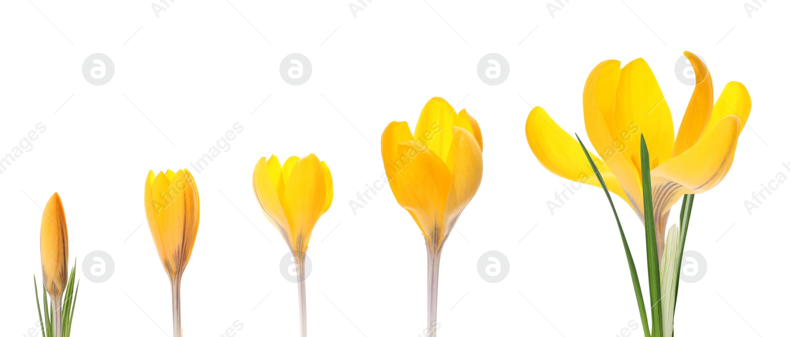 Image of Beautiful spring crocus flowers on white background, banner design. Stages of growth