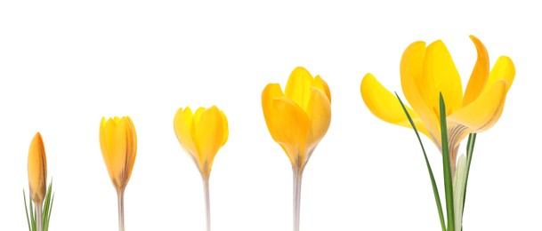 Image of Beautiful spring crocus flowers on white background, banner design. Stages of growth