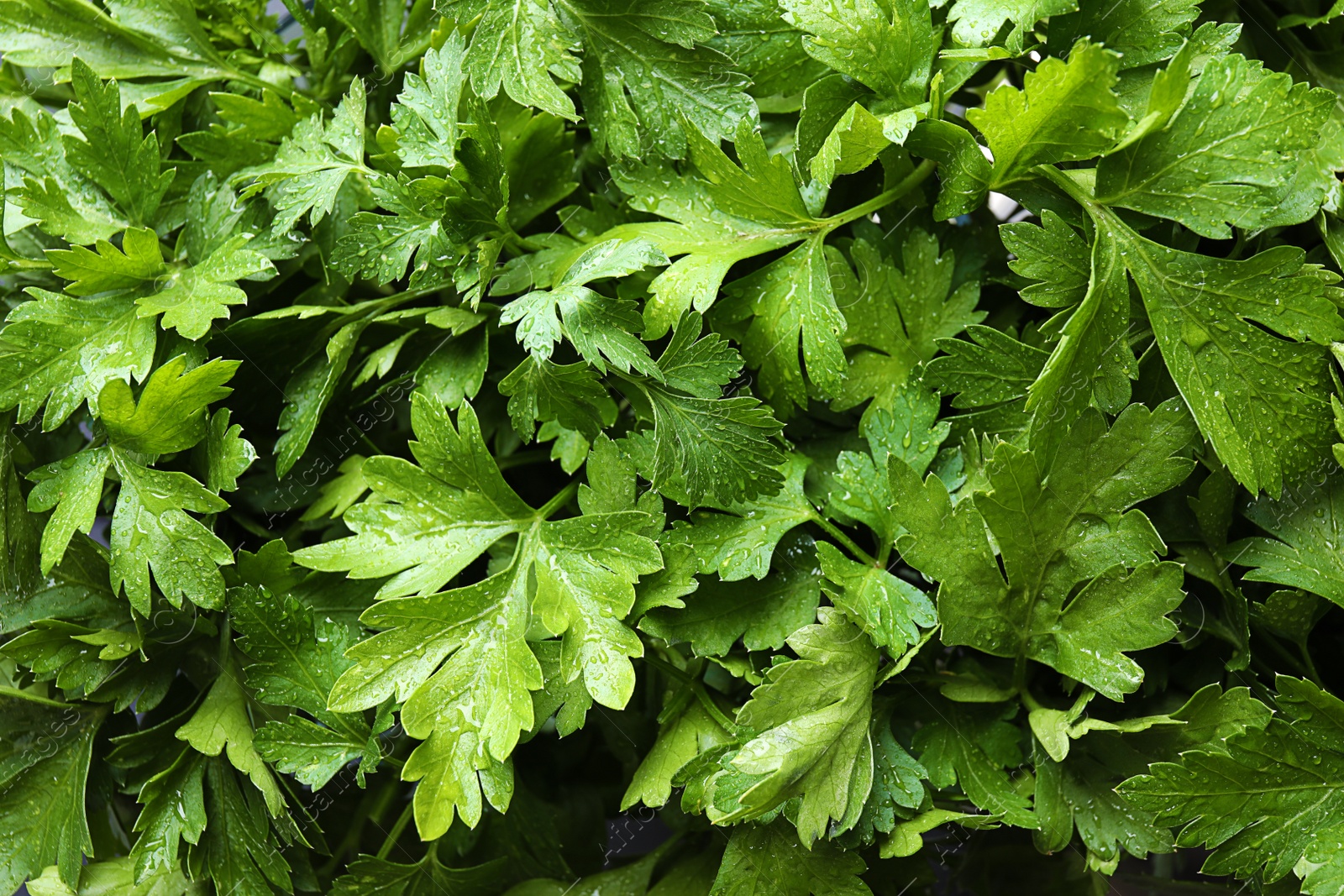 Photo of Fresh green organic parsley as background, closeup