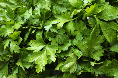 Fresh green organic parsley as background, closeup