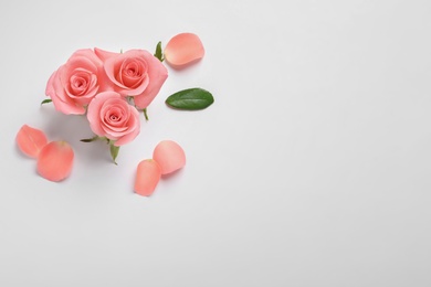 Beautiful roses on white background