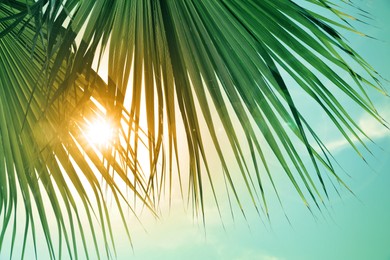 Image of Beautiful view of palm branches on sunny summer day. Stylized color toning