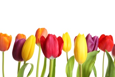 Photo of Beautiful bright tulips on white background. Spring flowers