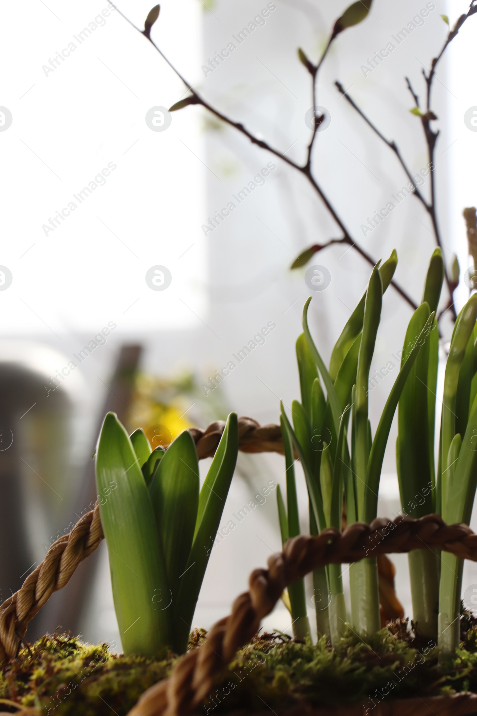 Photo of Spring shoots of Narcissus and Hyacinth planted in wicker basket at home, closeup