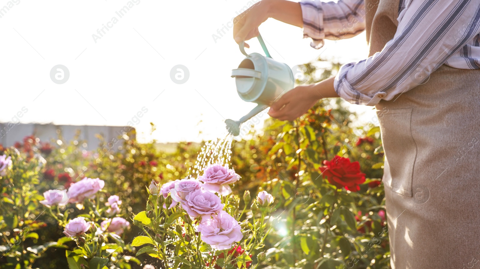 Photo of Closeup view of woman watering rose bushes outdoors. Gardening tool