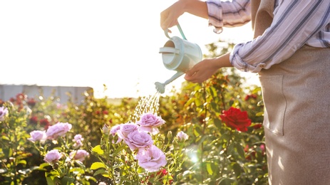 Photo of Closeup view of woman watering rose bushes outdoors. Gardening tool