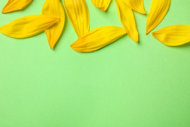 Photo of Fresh yellow sunflower petals on green background, flat lay. Space for text