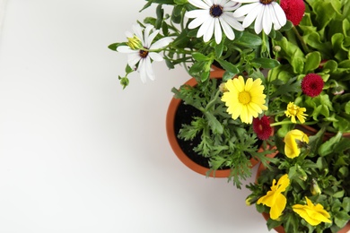 Different blooming flowers on white background, top view. Home gardening