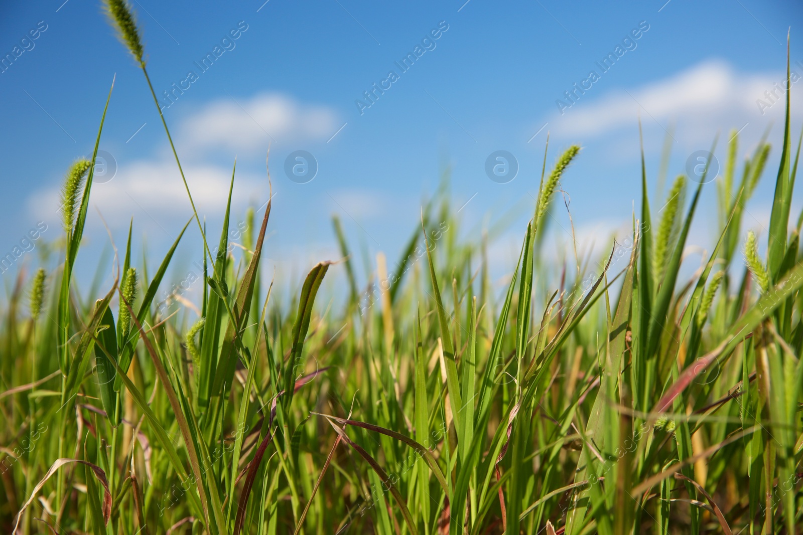 Photo of Green grass in field on sunny day, closeup