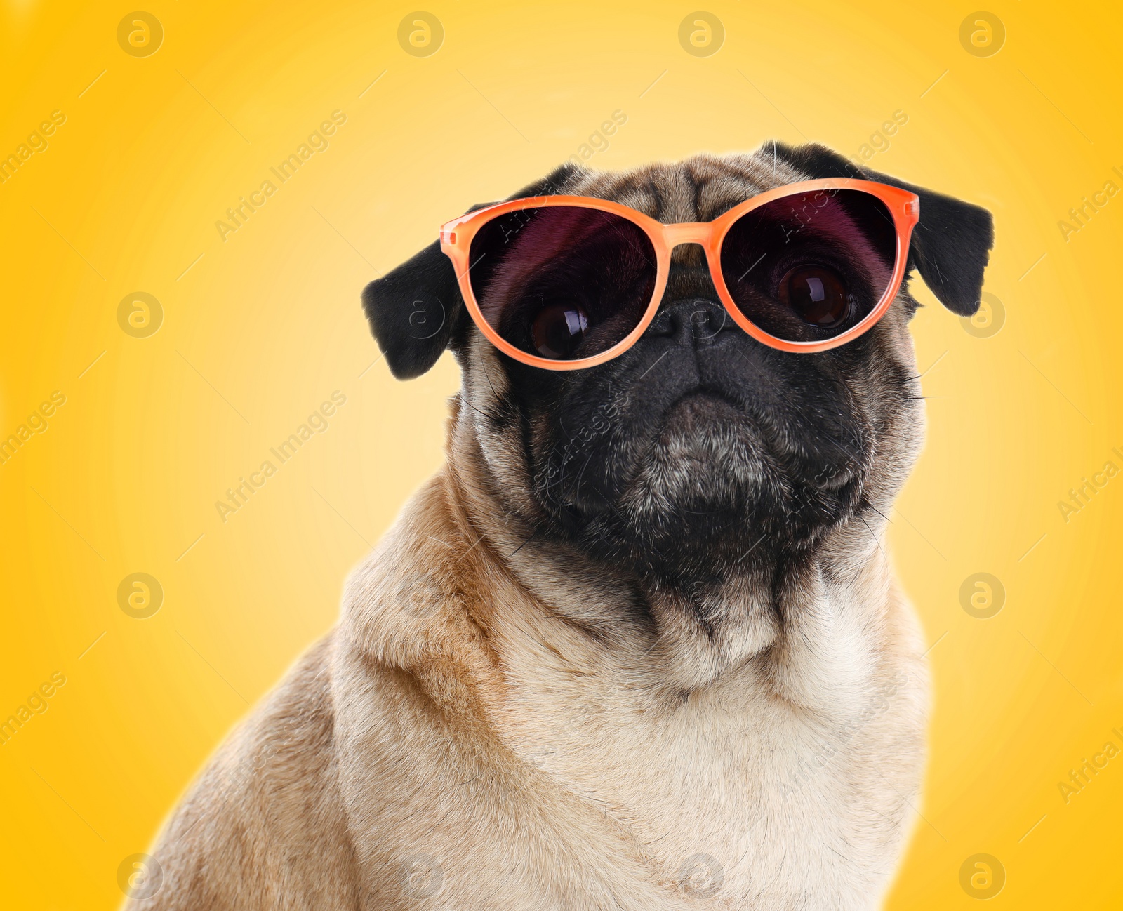 Image of Cute pug dog with sunglasses on yellow background