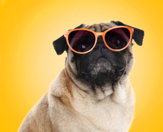 Cute pug dog with sunglasses on yellow background