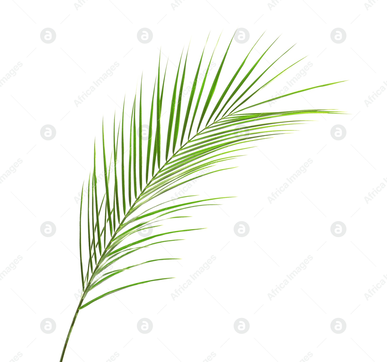 Photo of Fresh tropical date palm leaf on white background