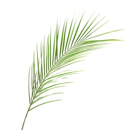 Photo of Fresh tropical date palm leaf on white background