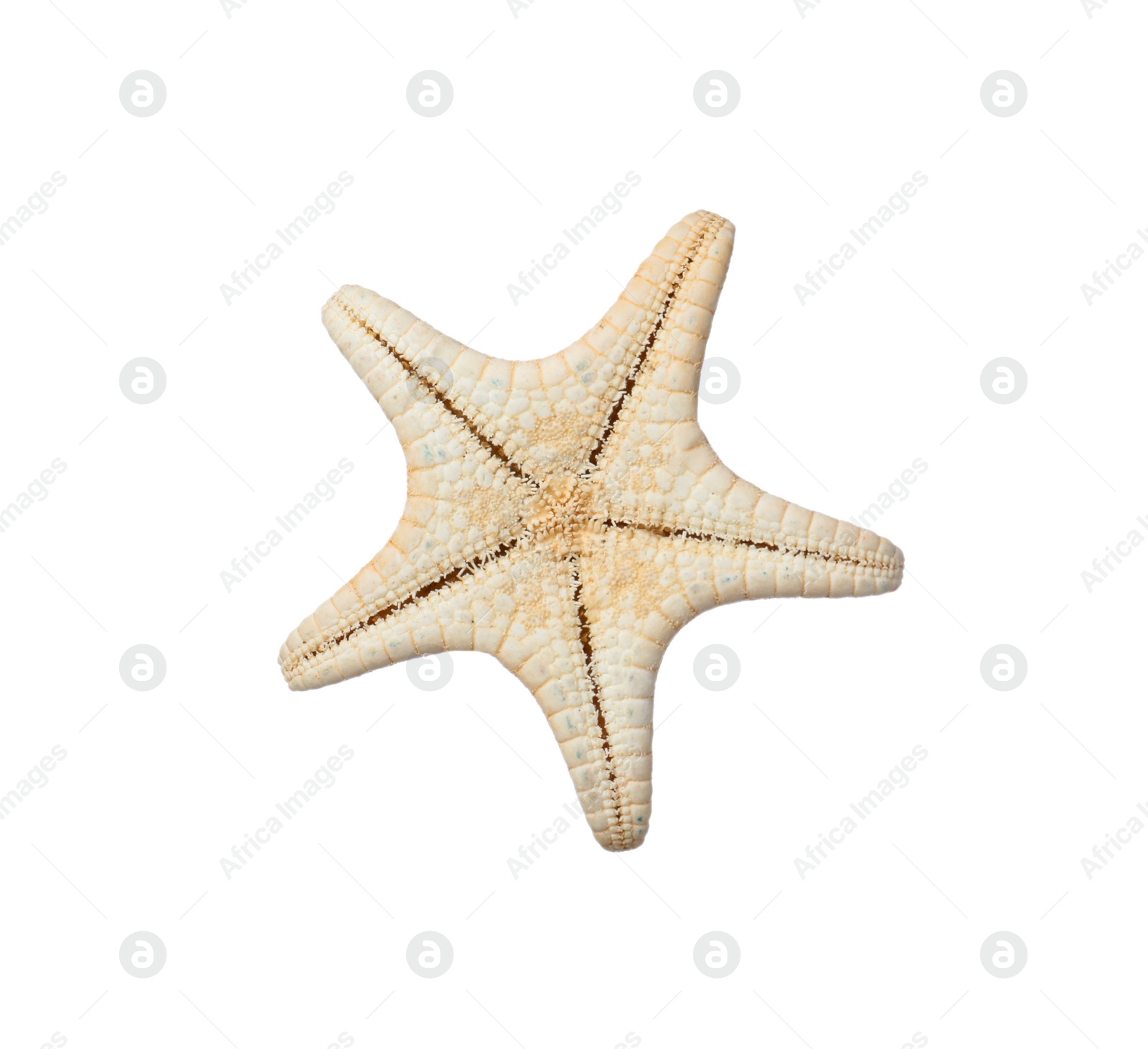 Photo of Beautiful sea star isolated on white. Beach object