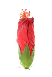 Beautiful red hibiscus bud isolated on white