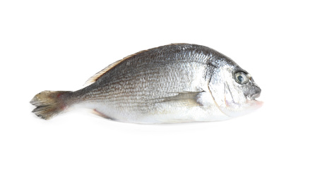Fresh raw dorada fish isolated on white