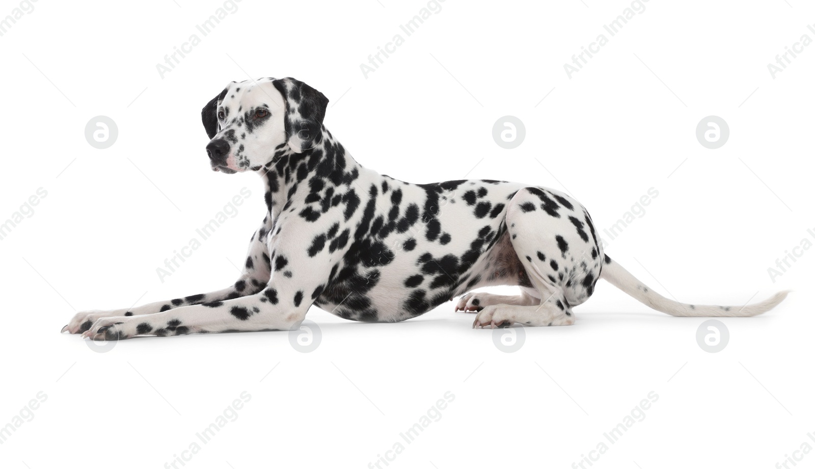 Photo of Adorable Dalmatian dog on white background. Lovely pet