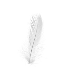 Photo of Beautiful fluffy bird feather isolated on white