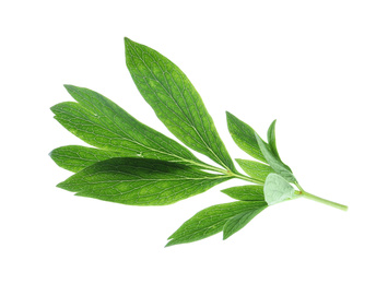 Fresh leaves of peony plant isolated on white