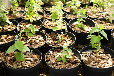 Photo of Seedlings of green tree in pots. Gardening and planting