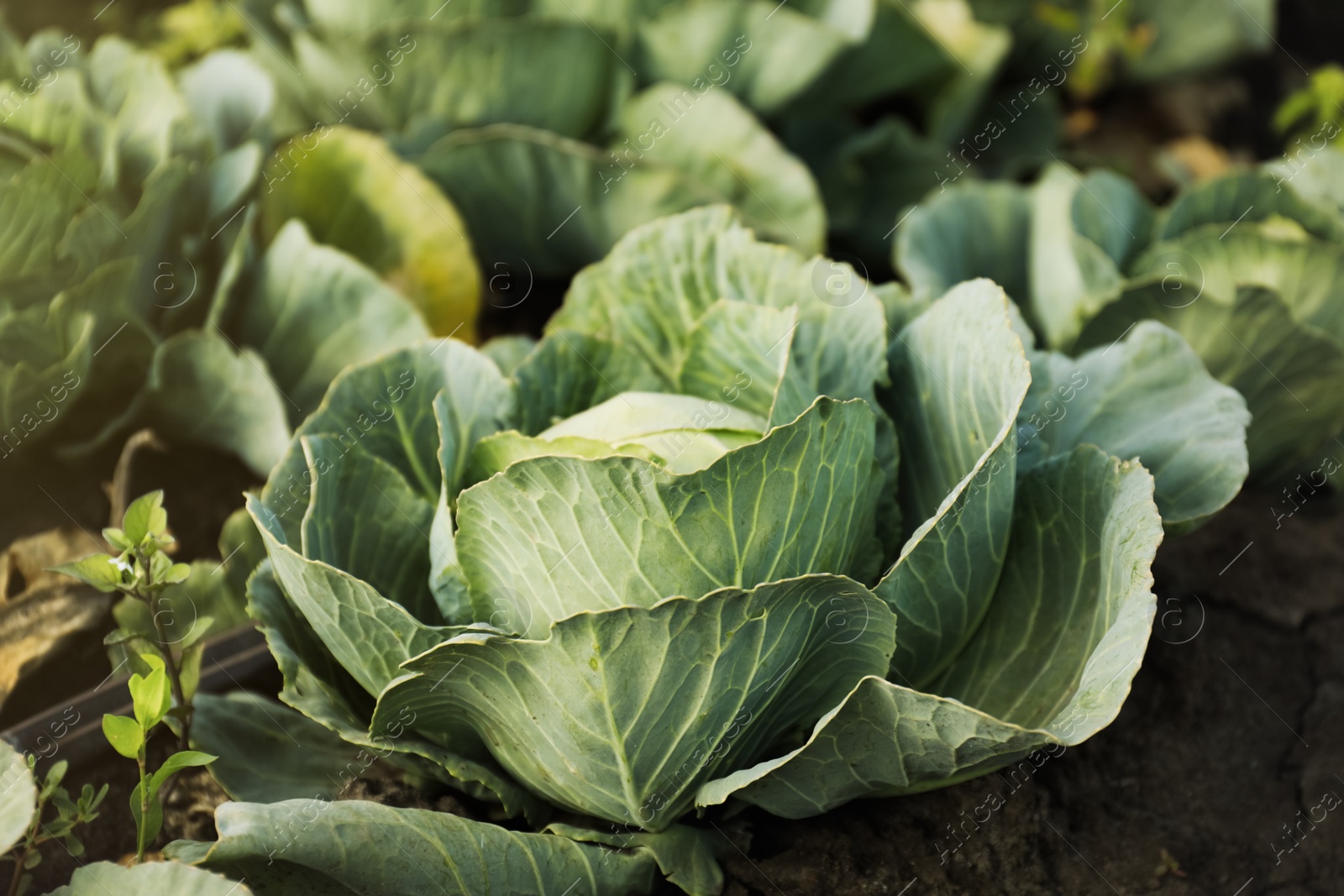 Photo of Young green cabbage growing outdoors. Harvest season