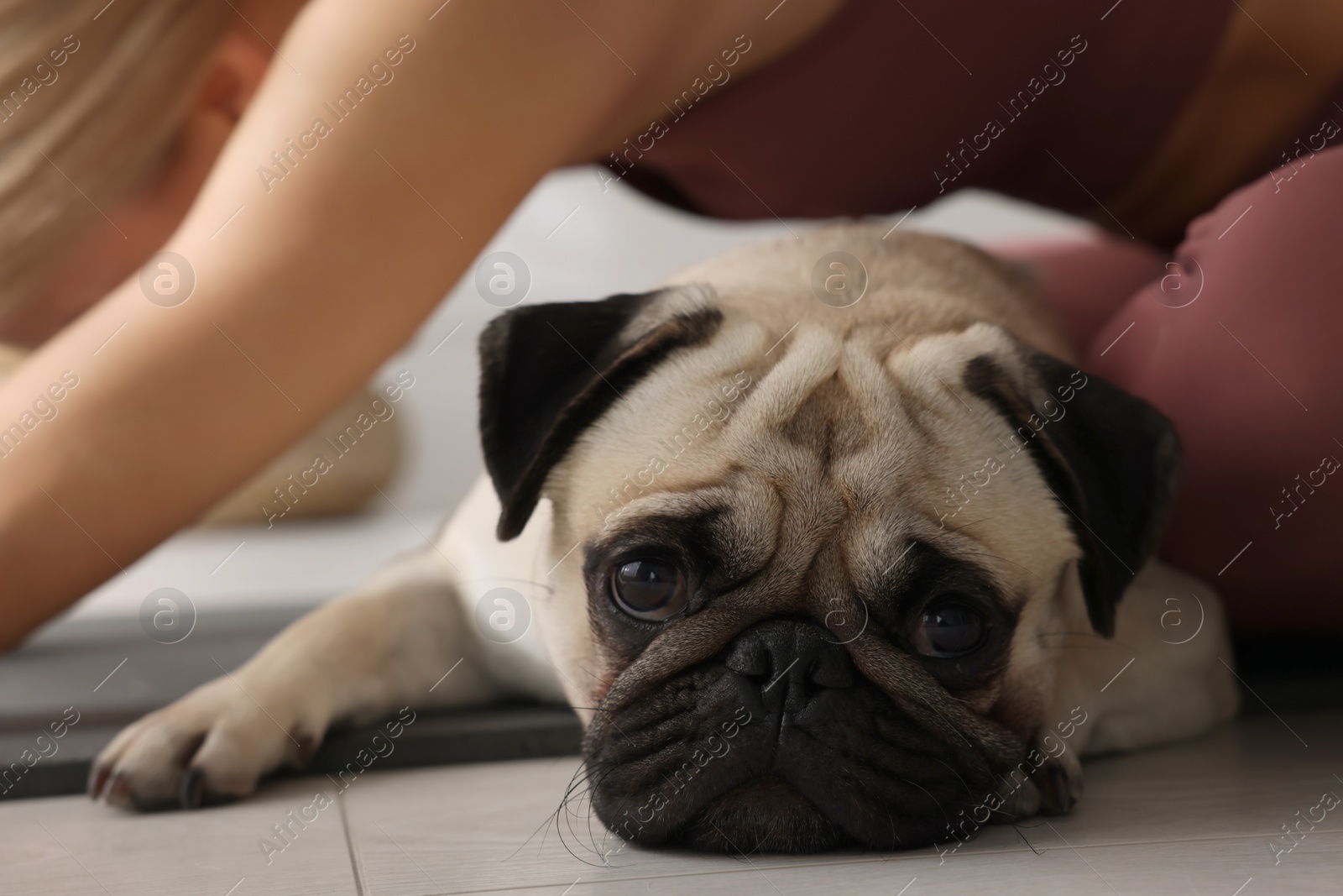 Photo of Woman with dog practicing yoga at home, closeup