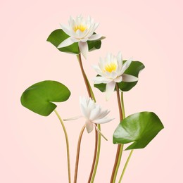 Image of Beautiful lotus flowers with long stems on pink background