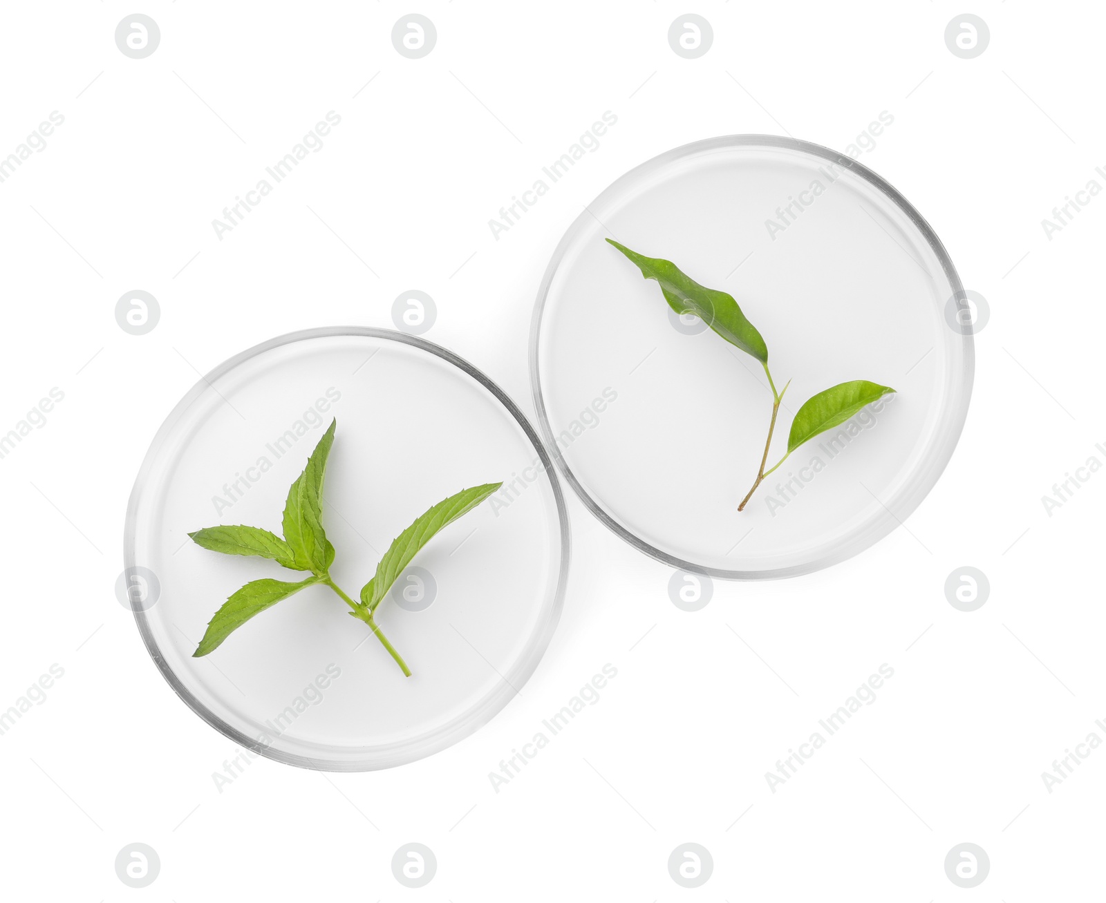 Photo of Petri dishes with different plants isolated on white, top view