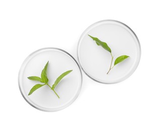 Petri dishes with different plants isolated on white, top view