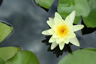 Photo of Beautiful white lotus flower and leaves in pond, top view