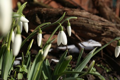 Photo of Beautiful blooming snowdrops growing outdoors. Spring flowers