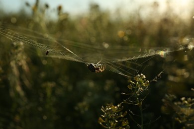 Spider spinning cobweb in meadow on sunny day