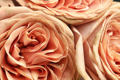 Photo of Beautiful fresh roses as background, closeup view. Floral decor