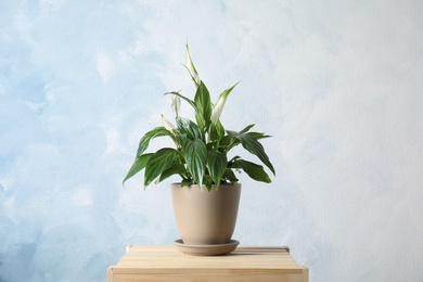 Beautiful blooming spathiphyllum in pot on table against color wall. Home plant