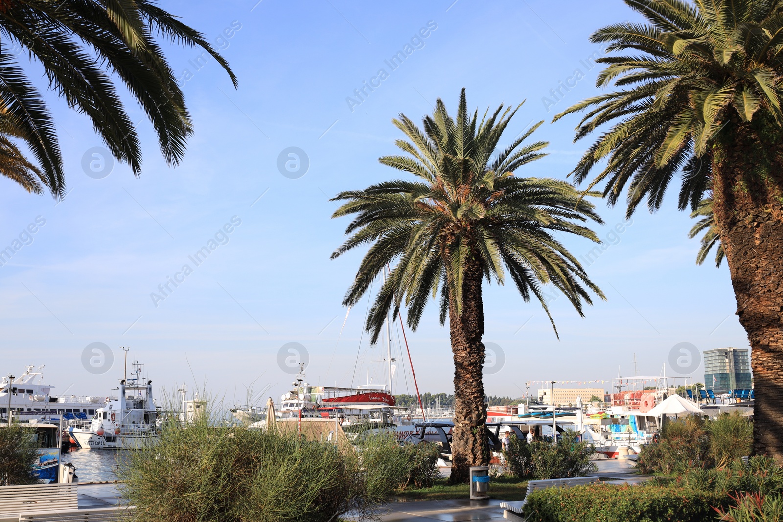 Photo of Beautiful view of seaport with different boats and palm trees against light blue sky