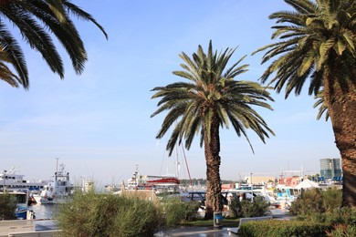 Beautiful view of seaport with different boats and palm trees against light blue sky