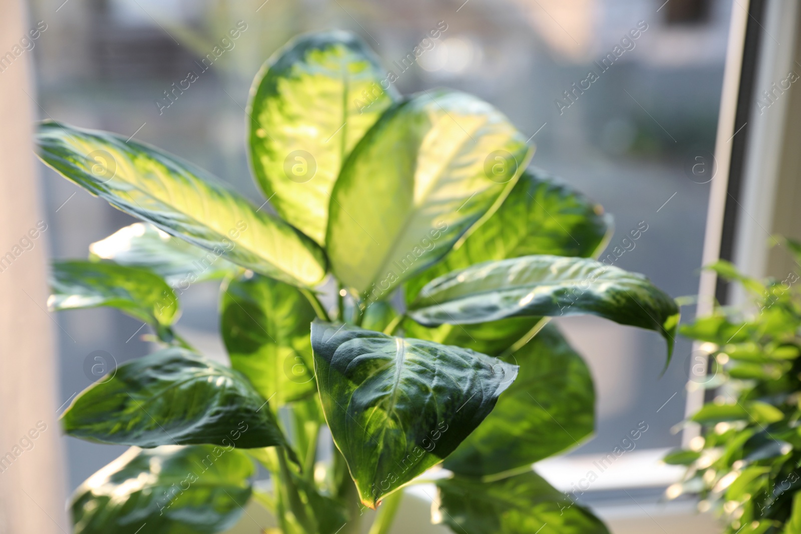 Photo of Potted Dieffenbachia plant near window at home, closeup