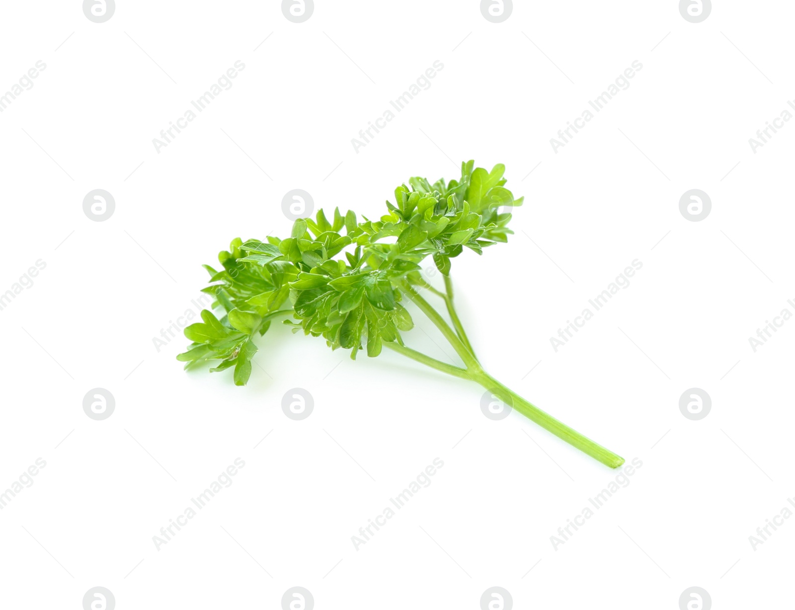 Photo of Fresh green curly parsley on white background