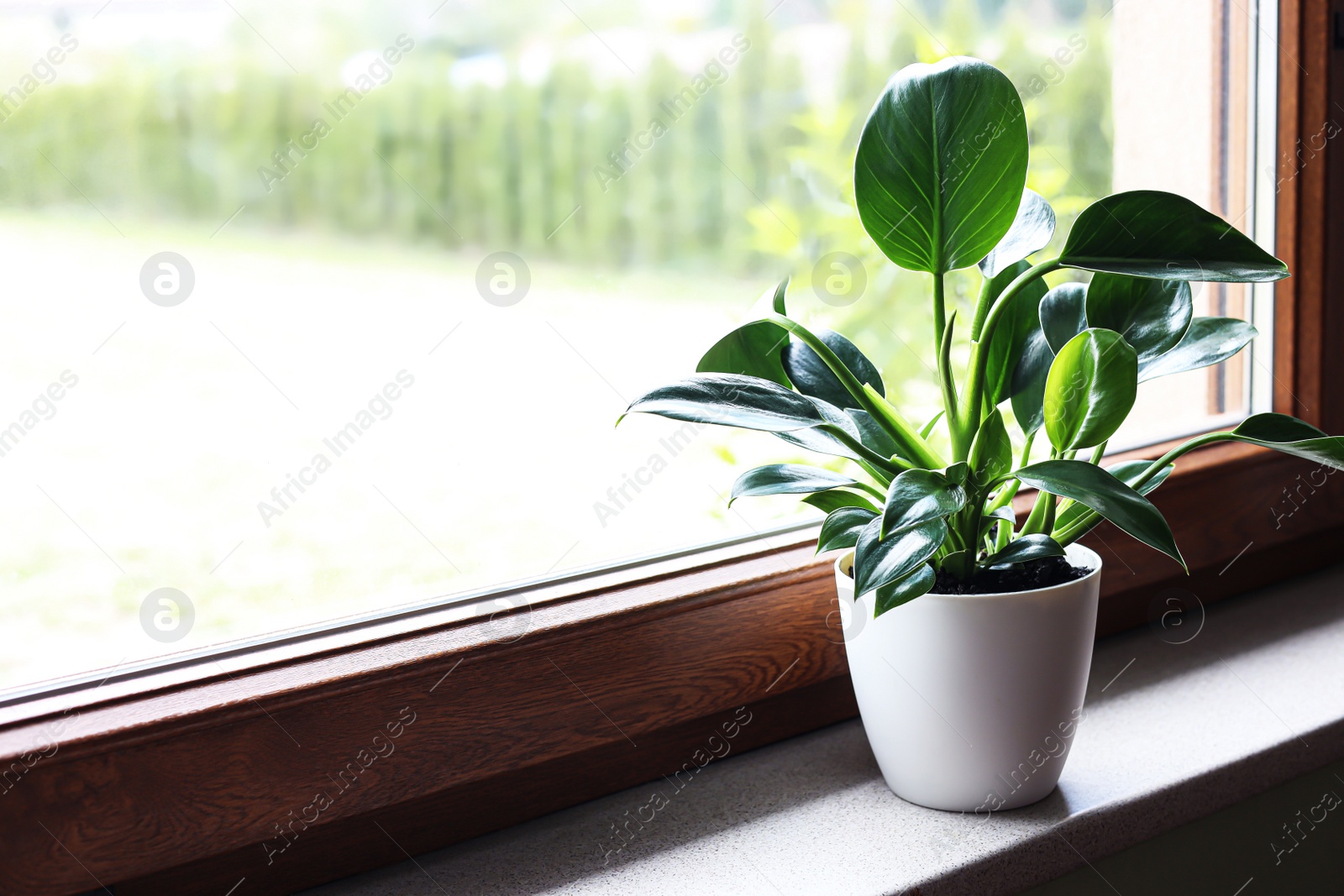 Photo of Beautiful houseplant with bright green leaves in pot on windowsill, space for text