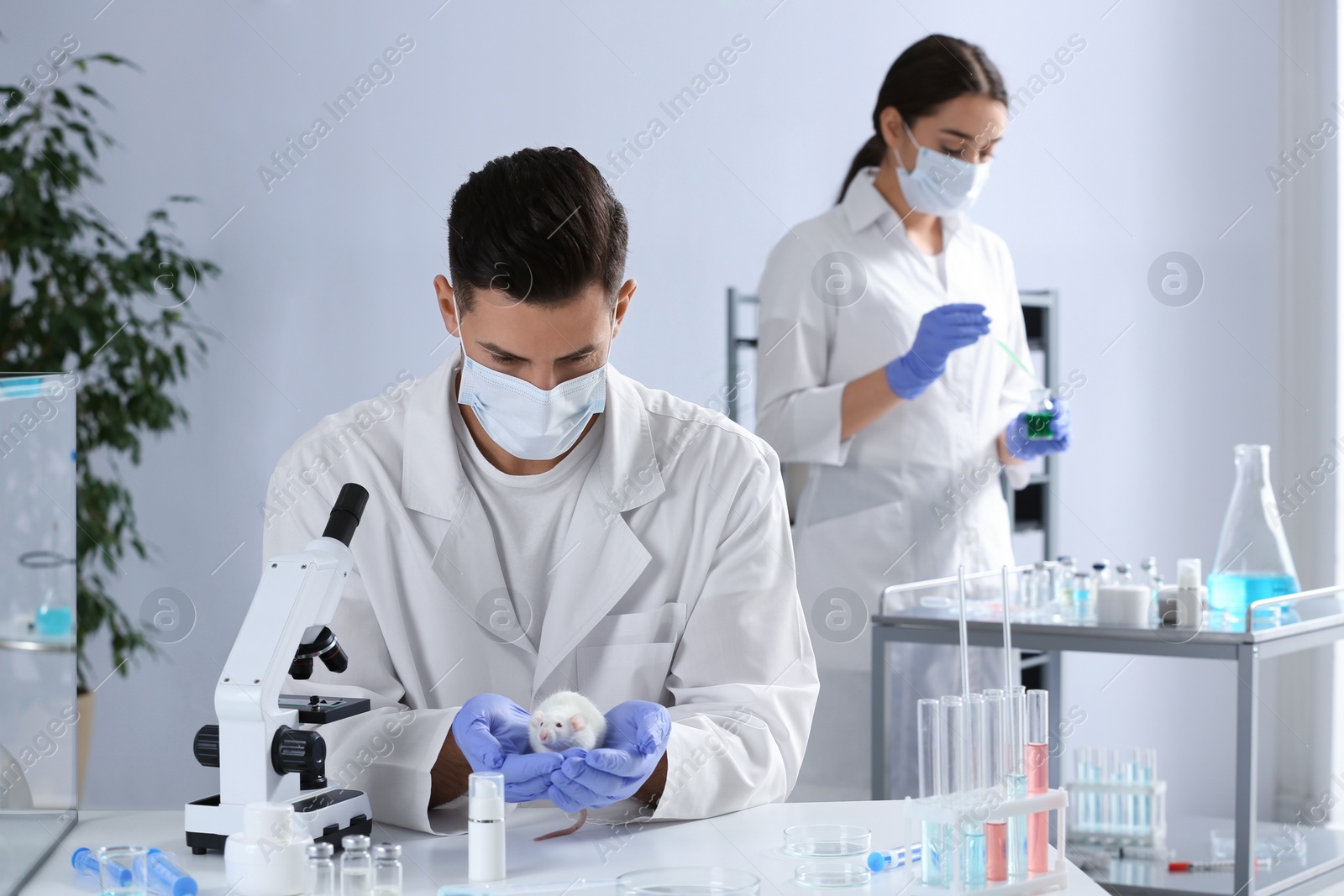 Photo of Scientist with rat in chemical laboratory. Animal testing